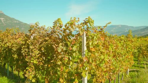 Grapevines on Plantation Grow Against Scenic Mountains