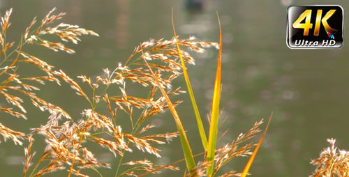 Reeds and Lake 2