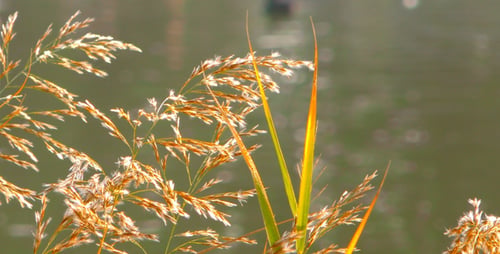 Reeds and Lake 2