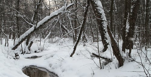 Snowfall In The Forest
