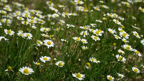 Glade of Camomiles Sunny Day