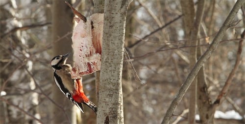 Woodpecker On a Branch