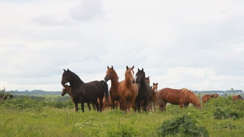 The Horses In The Middle Of The Field. Herd Of Horses.