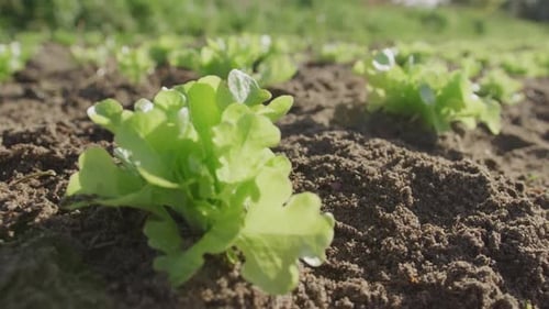 Seedlings on an organic farm