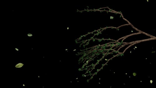 Seasonal Tree Branch Animation with Alpha Channel