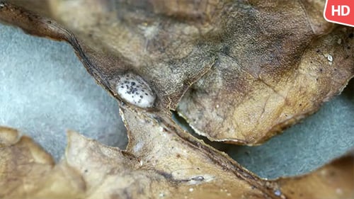 Trockenes Blatt 0573