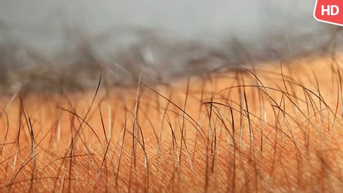 Macro Shot of Hairs on Skin
