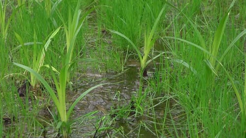 Green Grasses Swaying in Water and Mud