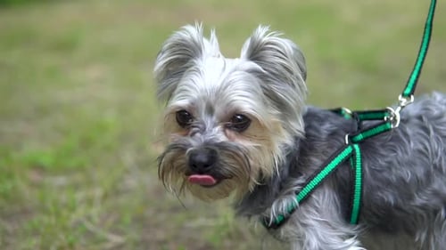 Small Dog with Green Harness Panting in Grass