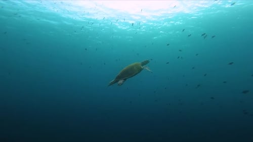 Meeresschildkröte beim Schwimmen mit Fischschwärm Unterwasseraufnahme Slow-Mo