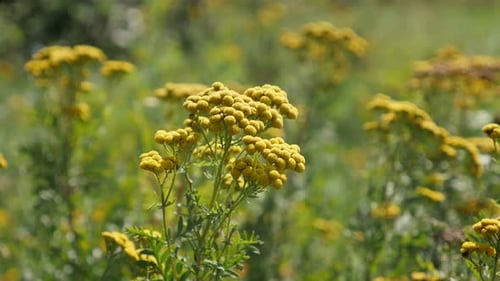 Perennial tansy Tanacetum vulgare plant shallow DOF 4K video
