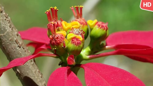 Flower In Nature 0513