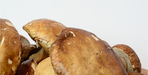 Rotating Close Up of Fresh Brown Mushrooms
