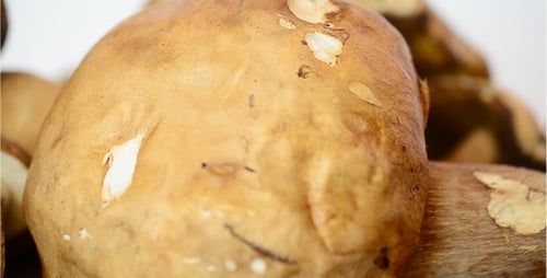 Champignons 11