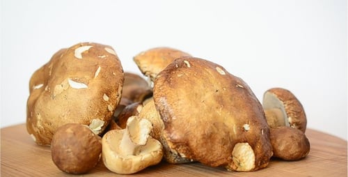 Pile of Fresh Wild Boletus Mushrooms