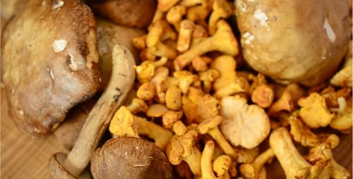 Fresh Mushrooms Close Up: Porcini and Chanterelles