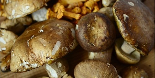 Close Up of Fresh Chanterelle and White Mushrooms