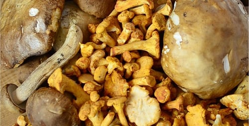 Forest Mushrooms on the Kitchen Board