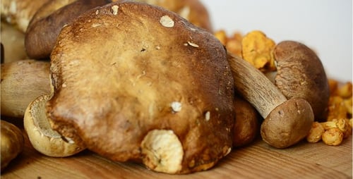 Variety of Fresh Mushrooms on Wooden Surface