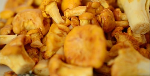 Close Up of Fresh Golden Chanterelle Mushrooms