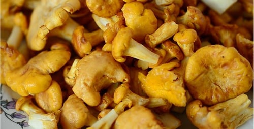 Mushrooms 27