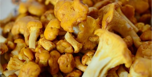 Close-Up of Fresh Chanterelle Mushrooms