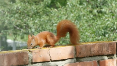 Red Squirrel In Day