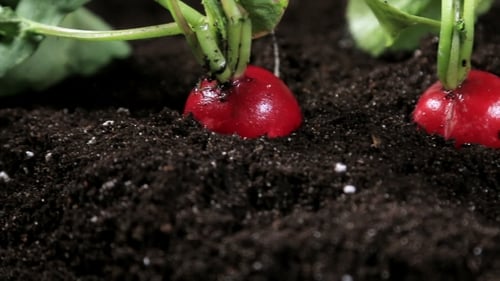 Fresh Radishes Growing in Fertile Soil