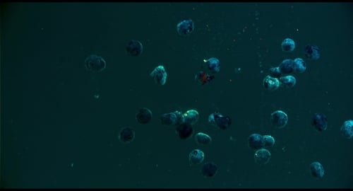 Blueberries In The Water In