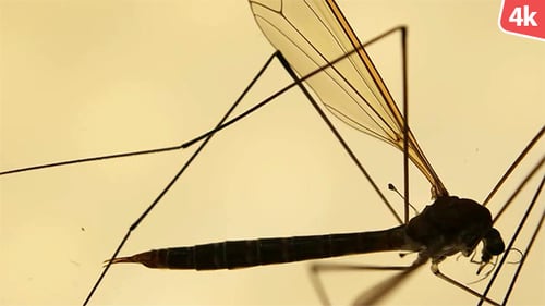 Insektenanalyse 658