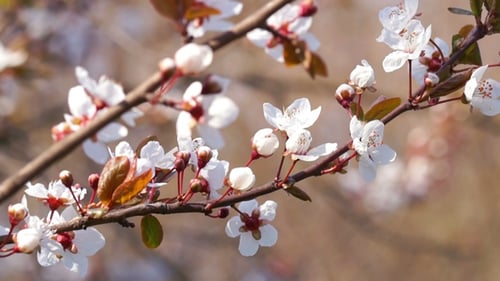 Spring Evening in the Cherry Garden