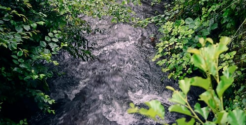 Big Creek fließt durch den Wald
