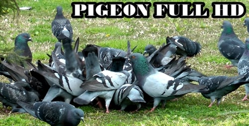 Pigeons Feeding and Eating in City Park