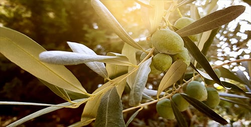 Olive Tree