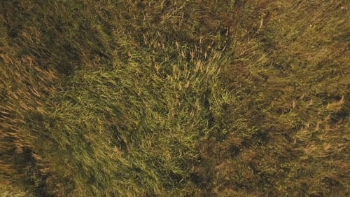 Aerial Green Field.