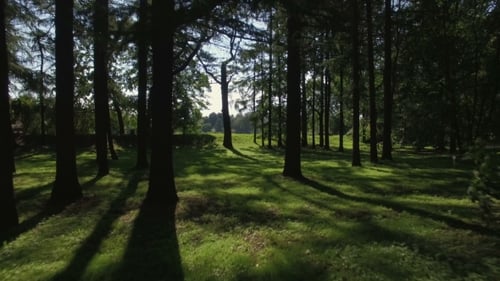 Flying Trough Forest
