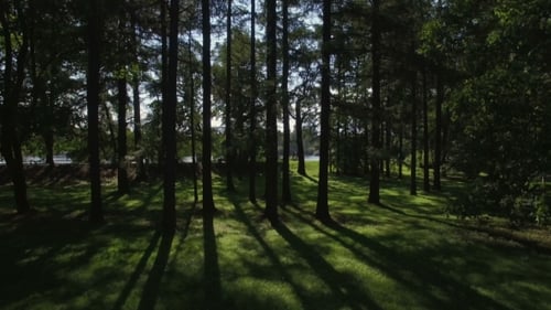 Flying Trough Forest