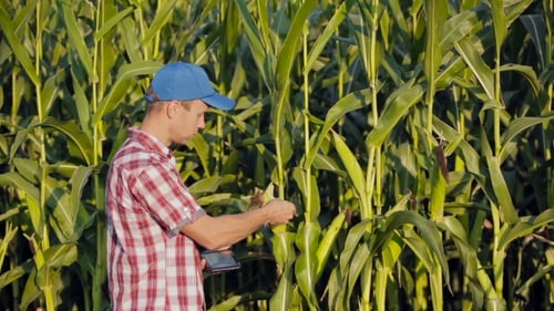 Farmer Inspecting Corn Using Tablet in Field