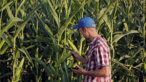 Man Inspecting Corn Crop With Tablet in Field