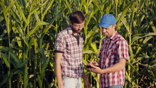 Farmers Shaking Hands and Using Tablet in Cornfield