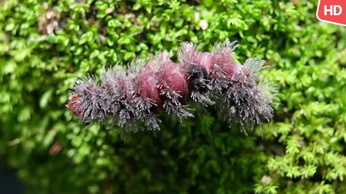 Living Caterpillar 0582
