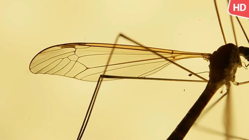 Insekten-Analyse 0591