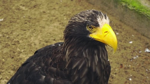 Stellers Seeadler