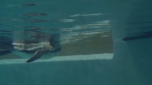 Gentoo Penguin Swimming Underwater Gracefully