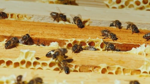 Bienen arbeiten am Rahmen mit Honey Top View