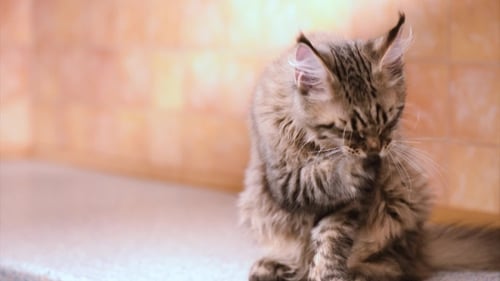 Maine Coon Cat Washes