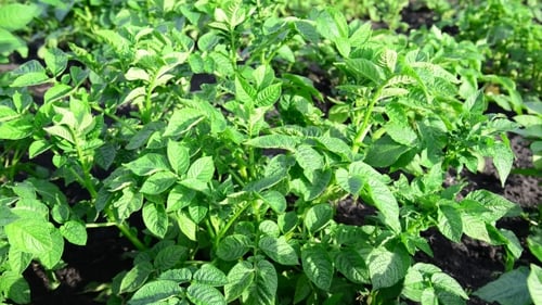 Green Tops Of Potatoes On The Field