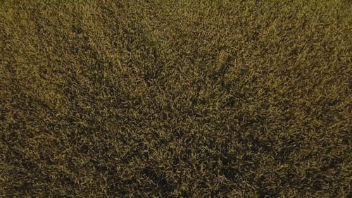 Aerial View Of Golden Wheat field