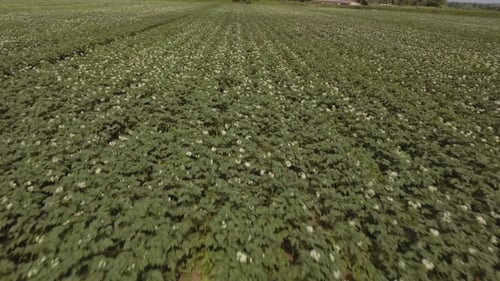 Aerial Of Green Potato Field.