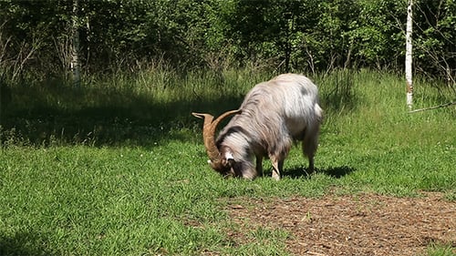 Goat Grazing Peacefully on Green Grassy Meadow